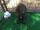 Golden Doodle Puppies for sale in Santa Clarita, CA, USA. price: NA
