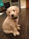 Golden Doodle Puppies for sale in New York, NY, USA. price: NA
