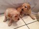 Golden Doodle Puppies for sale in Wilmington, DE, USA. price: $600