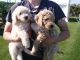 Golden Doodle Puppies for sale in El Paso, TX, USA. price: NA