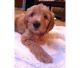 Golden Doodle Puppies for sale in Bakersfield, CA, USA. price: $550