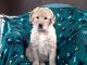 Golden Doodle Puppies for sale in Byron, MI 48418, USA. price: NA