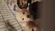 Golden Doodle Puppies for sale in Pittsburgh, PA, USA. price: $800