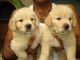 Golden Doodle Puppies for sale in Ashburn, GA 31714, USA. price: NA