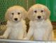 Golden Doodle Puppies for sale in Beaver Creek, CO 81620, USA. price: NA