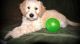 Golden Doodle Puppies for sale in Peoria, AZ, USA. price: $500
