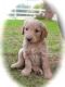 Golden Doodle Puppies for sale in Burbank, CA, USA. price: NA