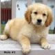 Golden Doodle Puppies for sale in Alexander City, AL, USA. price: NA
