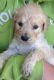Golden Doodle Puppies for sale in Brandon, FL, USA. price: NA