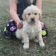 Golden Doodle Puppies for sale in Fairhope, AL 36532, USA. price: NA