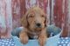 Golden Doodle Puppies for sale in South Bend, IN, USA. price: $1,000