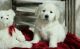 Golden Doodle Puppies for sale in Washington, DC, USA. price: NA
