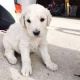 Golden Doodle Puppies for sale in Doddridge, Sulphur Township, AR 71826, USA. price: NA