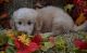 Golden Doodle Puppies for sale in Hollywood, FL, USA. price: NA