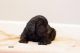 Golden Doodle Puppies for sale in Knoxville, TN, USA. price: $900