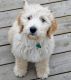 Golden Doodle Puppies for sale in El Cajon, CA, USA. price: NA