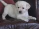 Golden Doodle Puppies for sale in Aurora, CO, USA. price: $400