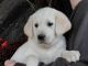 Golden Doodle Puppies for sale in Aurora, CO, USA. price: $450