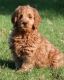 Golden Doodle Puppies for sale in Hull, IA 51239, USA. price: NA