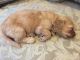 Golden Doodle Puppies for sale in Fredericksburg, OH 44627, USA. price: $1,200