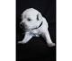 Golden Doodle Puppies for sale in Amarillo, TX, USA. price: NA
