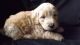 Golden Doodle Puppies for sale in Bay City, OR 97107, USA. price: NA