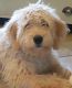 Golden Doodle Puppies for sale in Carlsbad, CA, USA. price: NA