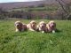 Golden Doodle Puppies for sale in Carlsbad, CA, USA. price: NA