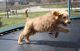 Golden Doodle Puppies for sale in Gresham, OR, USA. price: $500