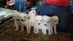 Golden Doodle Puppies for sale in El Paso, TX, USA. price: $500