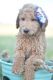 Golden Doodle Puppies for sale in East Los Angeles, CA, USA. price: NA