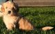 Golden Doodle Puppies for sale in Birmingham, AL, USA. price: NA