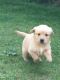 Golden Doodle Puppies for sale in Cleveland, OH, USA. price: $350