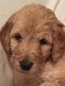 Golden Doodle Puppies for sale in Wisconsin Dells, WI, USA. price: NA