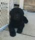 Golden Doodle Puppies for sale in 9545 E 570 S, Wolcottville, IN 46795, USA. price: NA