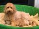 Golden Doodle Puppies for sale in Charlotte, NC, USA. price: NA