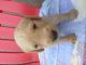 Golden Doodle Puppies for sale in Weeki Wachee, FL, USA. price: NA