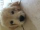 Golden Doodle Puppies for sale in 2000 Willow Rd, Northbrook, IL 60062, USA. price: NA