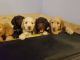 Golden Doodle Puppies for sale in Covington, IN 47932, USA. price: NA