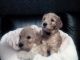 Golden Doodle Puppies for sale in NJ-38, Cherry Hill, NJ 08002, USA. price: NA