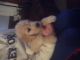 Golden Doodle Puppies for sale in 8348 Jenks Rd, Harbor Beach, MI 48441, USA. price: NA