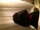Golden Doodle Puppies for sale in Gloversville, NY, USA. price: NA