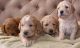 Golden Doodle Puppies for sale in Idaho Falls, ID, USA. price: NA