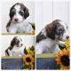 Golden Doodle Puppies for sale in Waverly, WV 26184, USA. price: $1,500