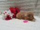 Golden Doodle Puppies for sale in Spencerville, IN 46788, USA. price: NA