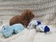 Golden Doodle Puppies for sale in Spencerville, IN 46788, USA. price: NA