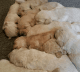 Golden Doodle Puppies for sale in Cranston, RI, USA. price: $1,500