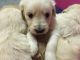 Golden Doodle Puppies for sale in Columbia, SC, USA. price: NA