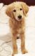 Golden Doodle Puppies for sale in Chatsworth, Los Angeles, CA, USA. price: $1,000