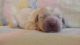 Golden Doodle Puppies for sale in Thomasville, GA, USA. price: $1,500